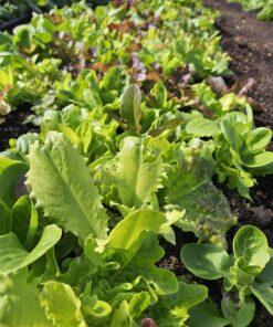 Salata mišancija 1 kg