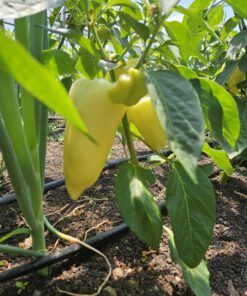 Paprika babura