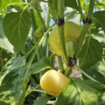 Paprika paradajzerica