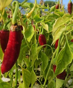 Feferoni CAYENNE - ljuti (150 g)