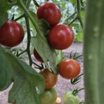 Paradajz cherry 250 g