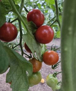Paradajz cherry 250 g