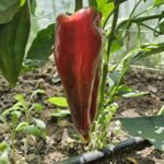 Paprika roga