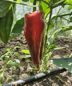 paprika-roga-crvena